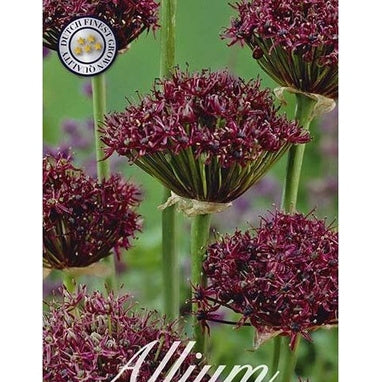 Allium Atropurpureum 10-pack